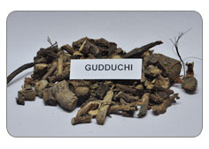 Gudduchi